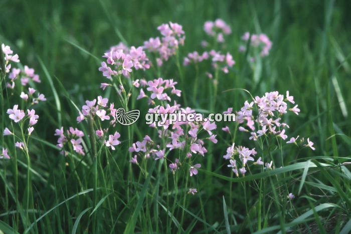 Cardamine des prés (Cardamine pratensis) - fleurs - gryphea.org